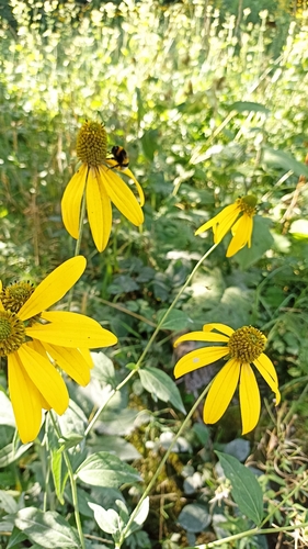 cutleaf coneflower