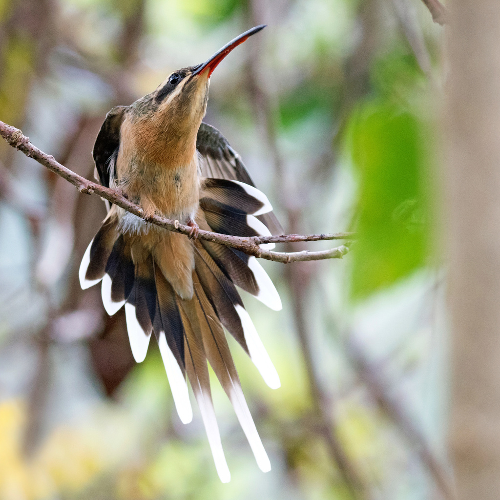 File:Phaethornis pretrei Planalto Hermit; Itapira, São Paulo