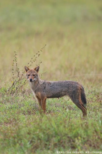 Sri Lankan Jackal