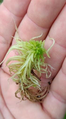 Streamside Sphagnum