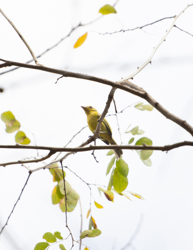 Ochre-lored Flatbill