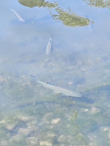 European Chub