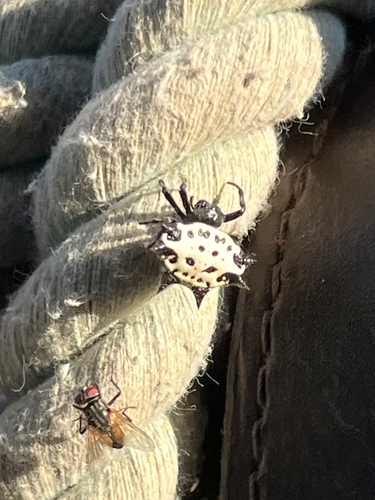 Spinybacked Orbweaver