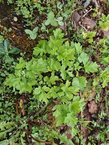 common mugwort