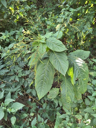 small balsam