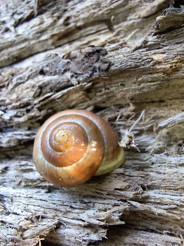 White-lipped Snail