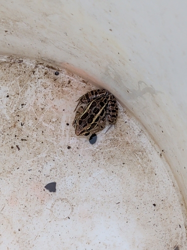 Pickerel Frog