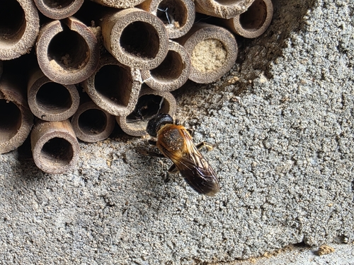 Sculptured Resin Bee
