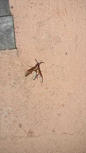 Apoica gelida