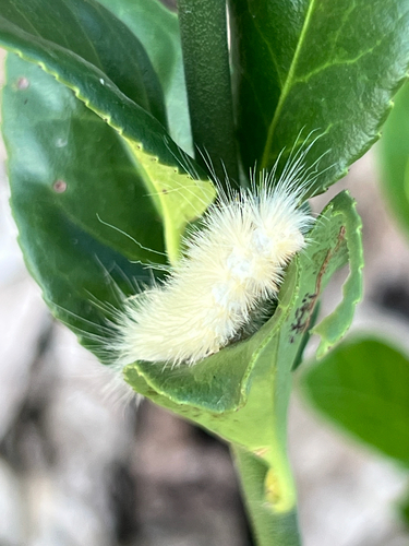 Virginian Tiger Moth