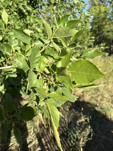 green ash