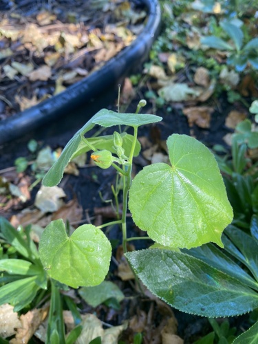 velvetleaf