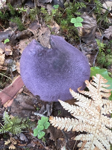violet webcap