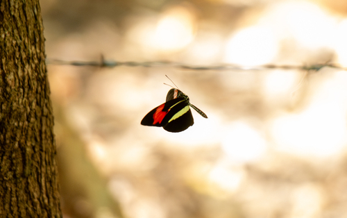 Heliconius erato phyllis