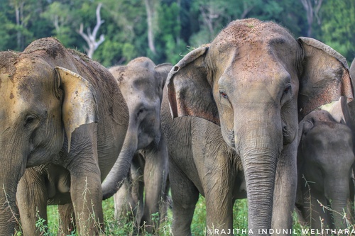 Sri Lankan Elephant