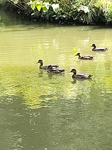 Mallard