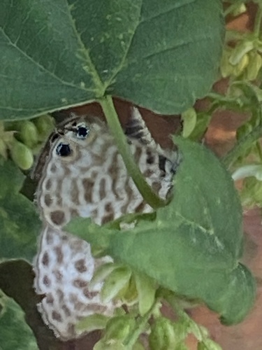 Lang's Short-tailed Blue