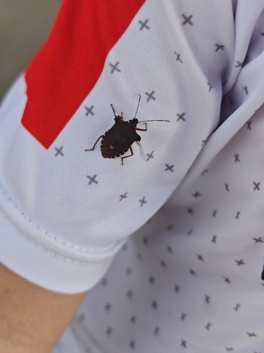 Forest Bug