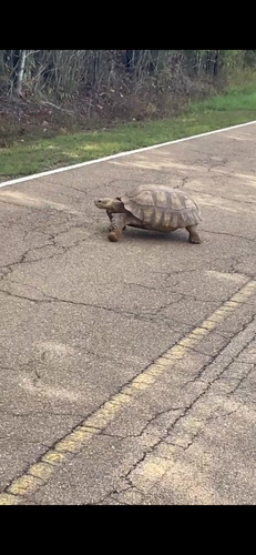 African Spurred Tortoise