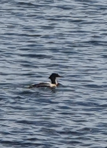 Red-breasted Merganser
