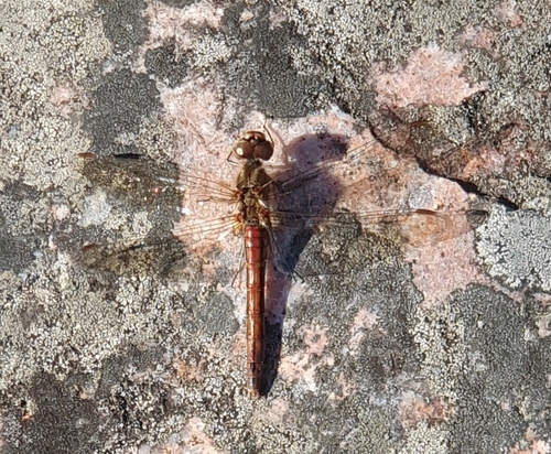 Vagrant Darter