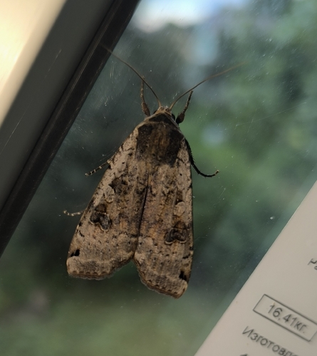 Large Yellow Underwing