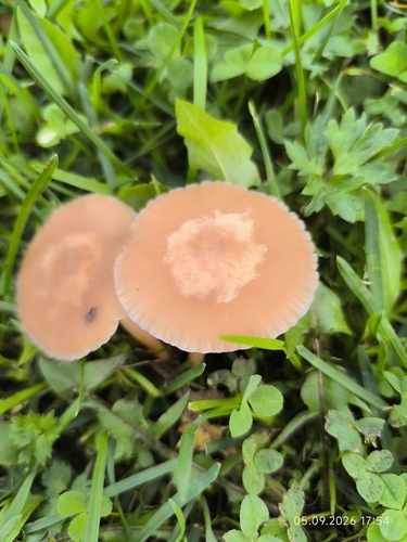 fairy ring marasmius