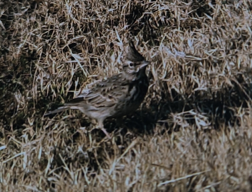 Crested Lark