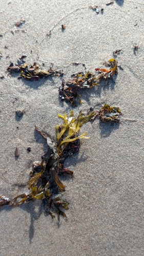 Rockweed