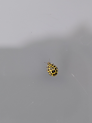 22-spot Ladybird