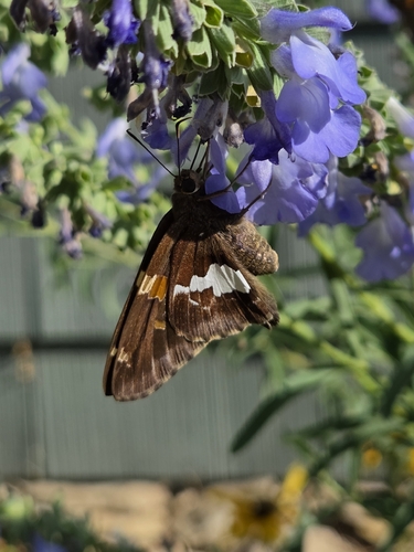 Silver-spotted Skipper