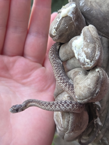 DeKay's Brownsnake