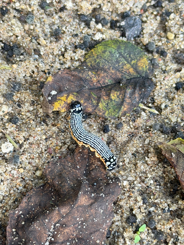 Turbulent Phosphila Moth