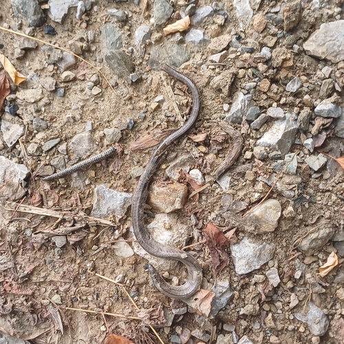 Eastern Slowworm