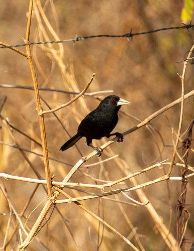 Solitary Black Cacique
