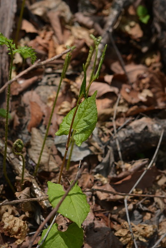 Korean Fallopia (Fallopia koreana)