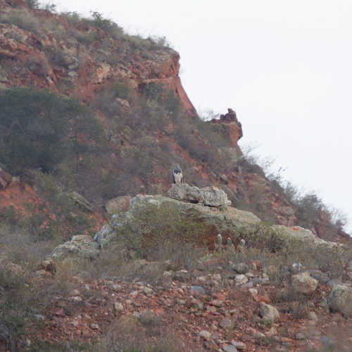 Black-chested Buzzard-Eagle