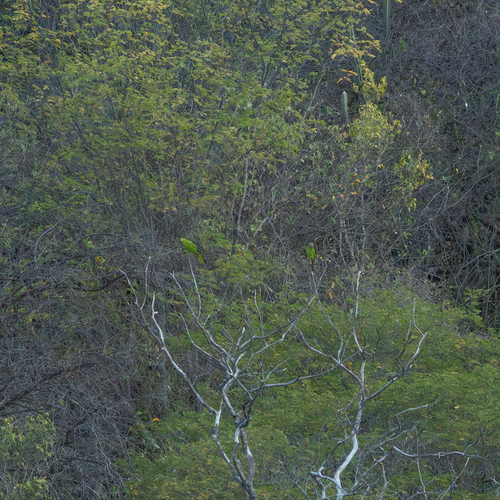 Blue-crowned Parakeet