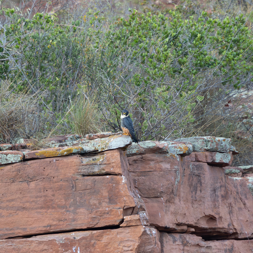 Bat Falcon
