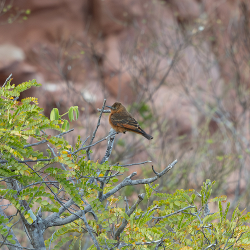 Cliff Flycatcher