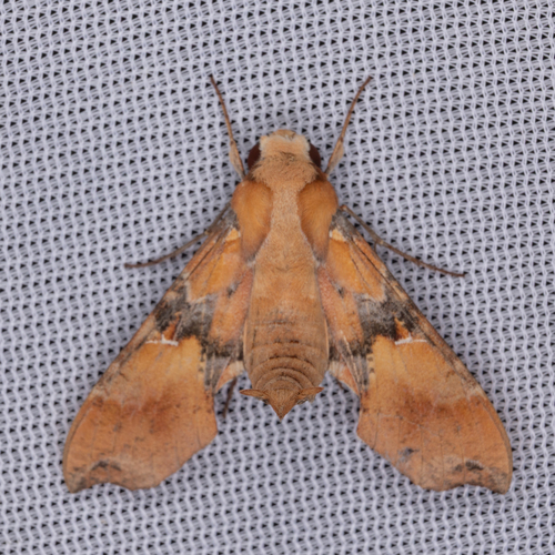 Callionima grisescens