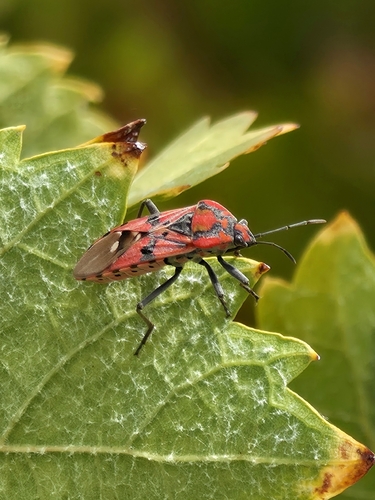 Indian Milkweed Bug