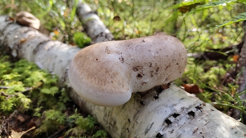 birch polypore