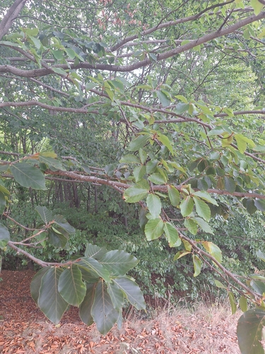 European beech