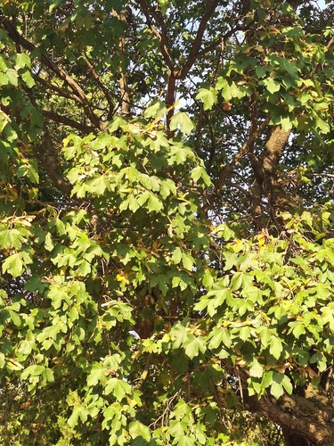 field maple