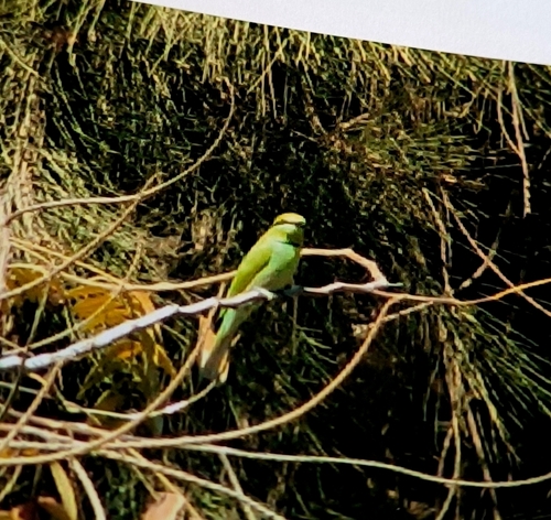 African Green Bee-eater