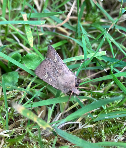 Square-spot Rustic