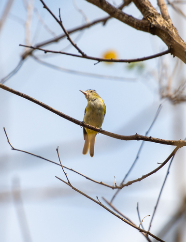 Chivi Vireo
