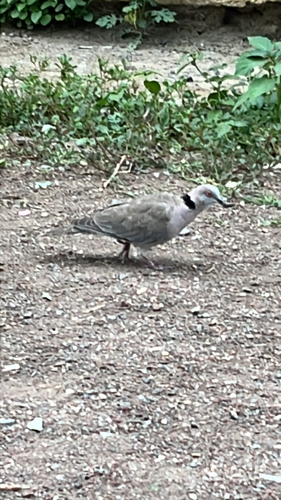 Mourning Collared Dove