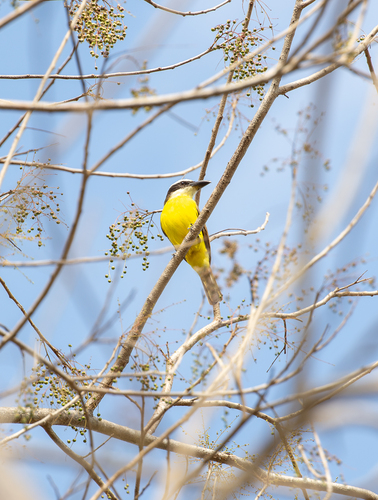 Boat-billed Flycatcher
